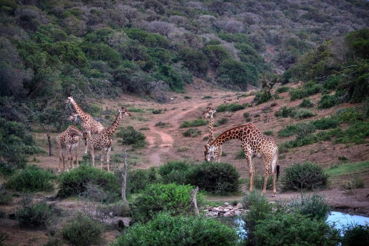 Luxuszelt Safari - Amakhala Game Reserve