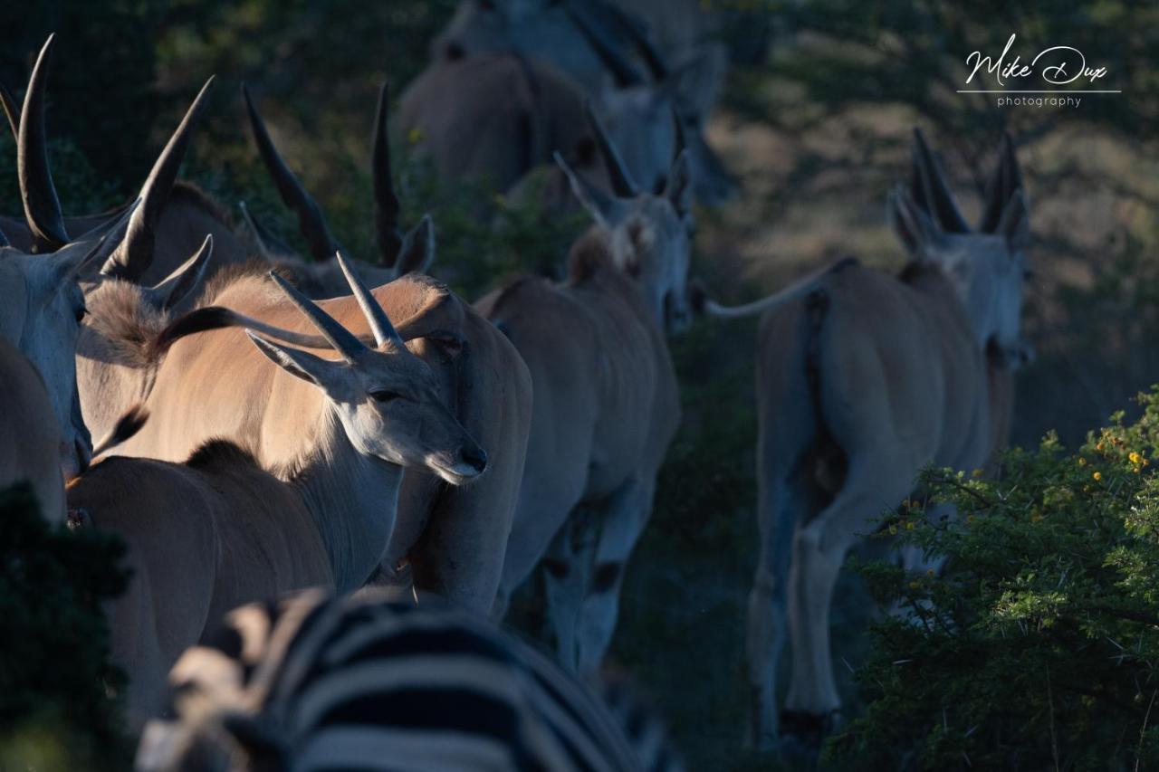 Safari - Luxuszelt Amakhala Game Reserve