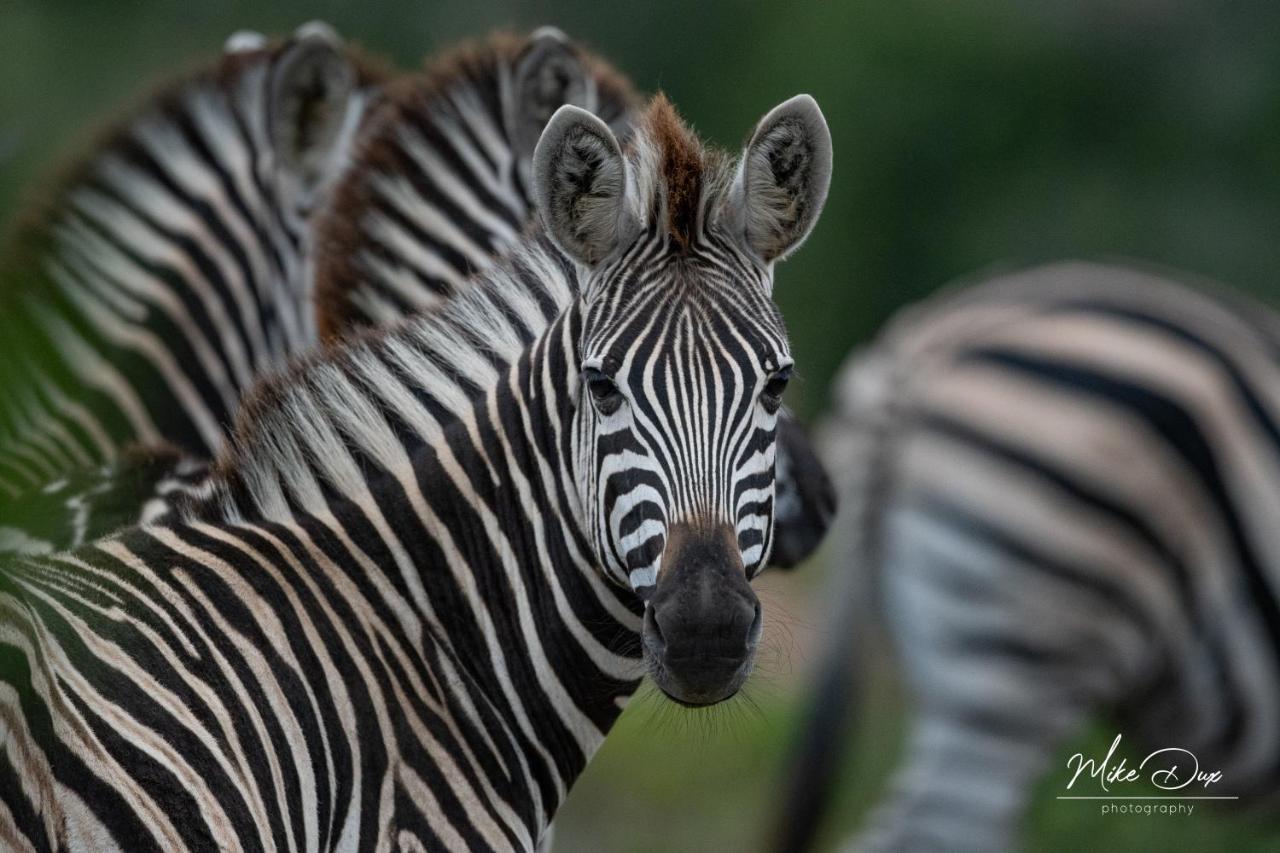 Safari - Amakhala Game Reserve