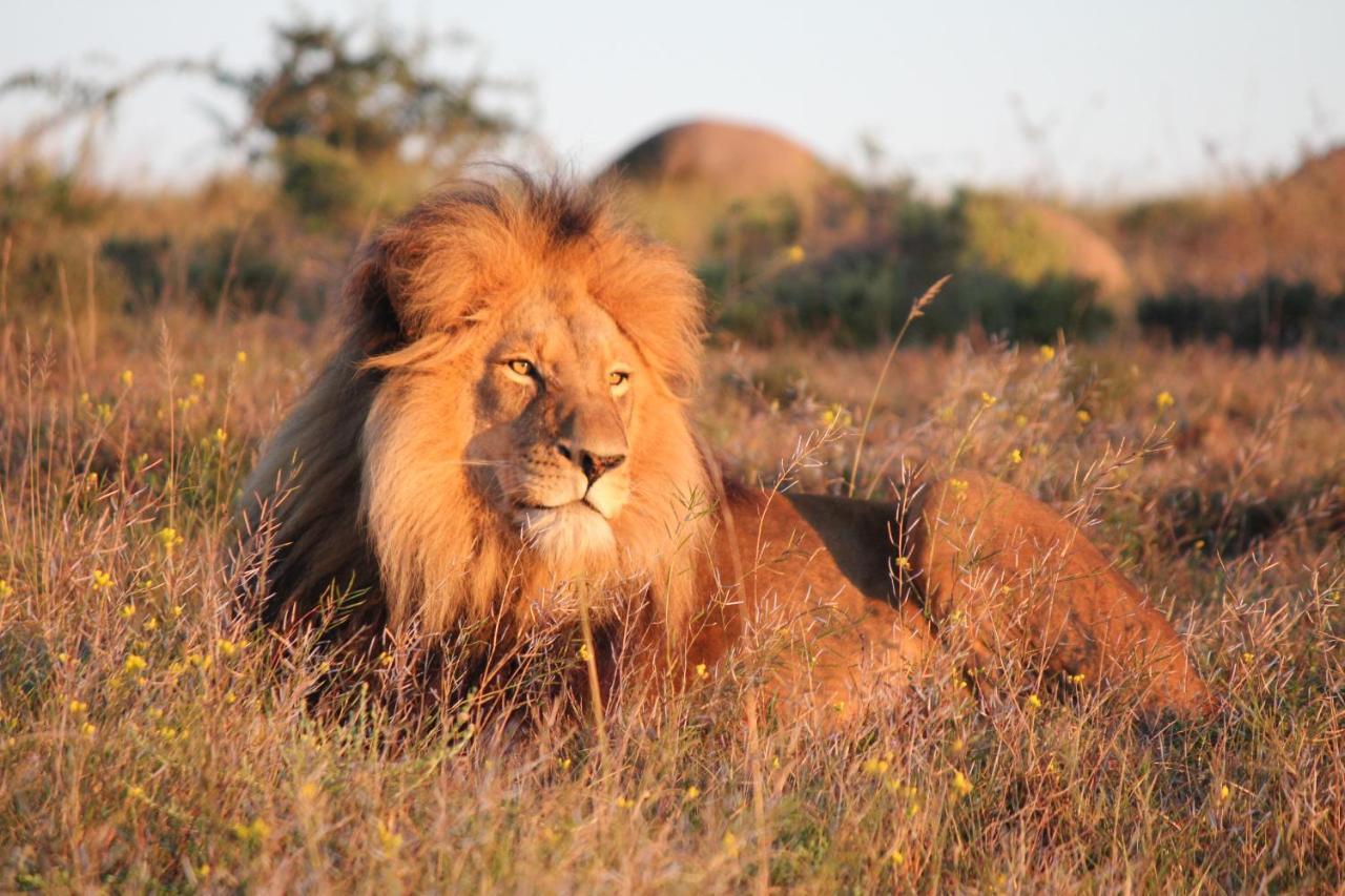 Safari - Luxuszelt Amakhala Game Reserve